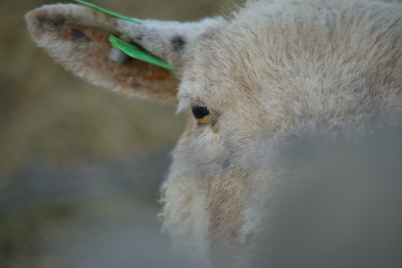 Sheep Eye - 5