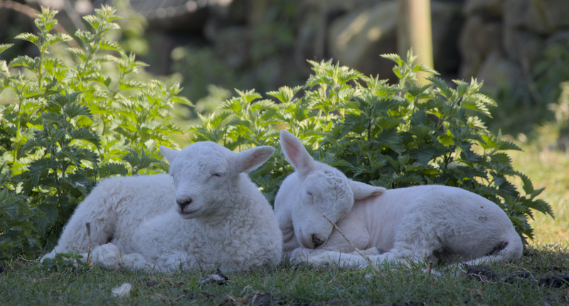 Sleeping Lambs - 7