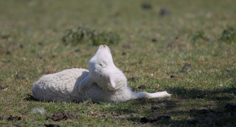 Sunbathing Lamb - 8