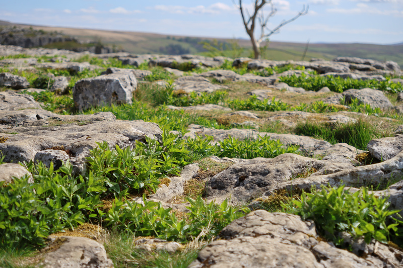 Malham Grass & Rocks Closeup - 8
