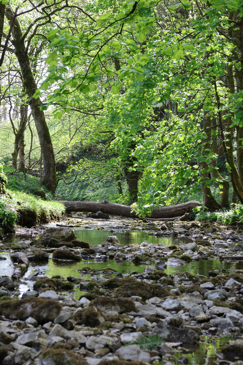 Janets Foss Greenery - 12
