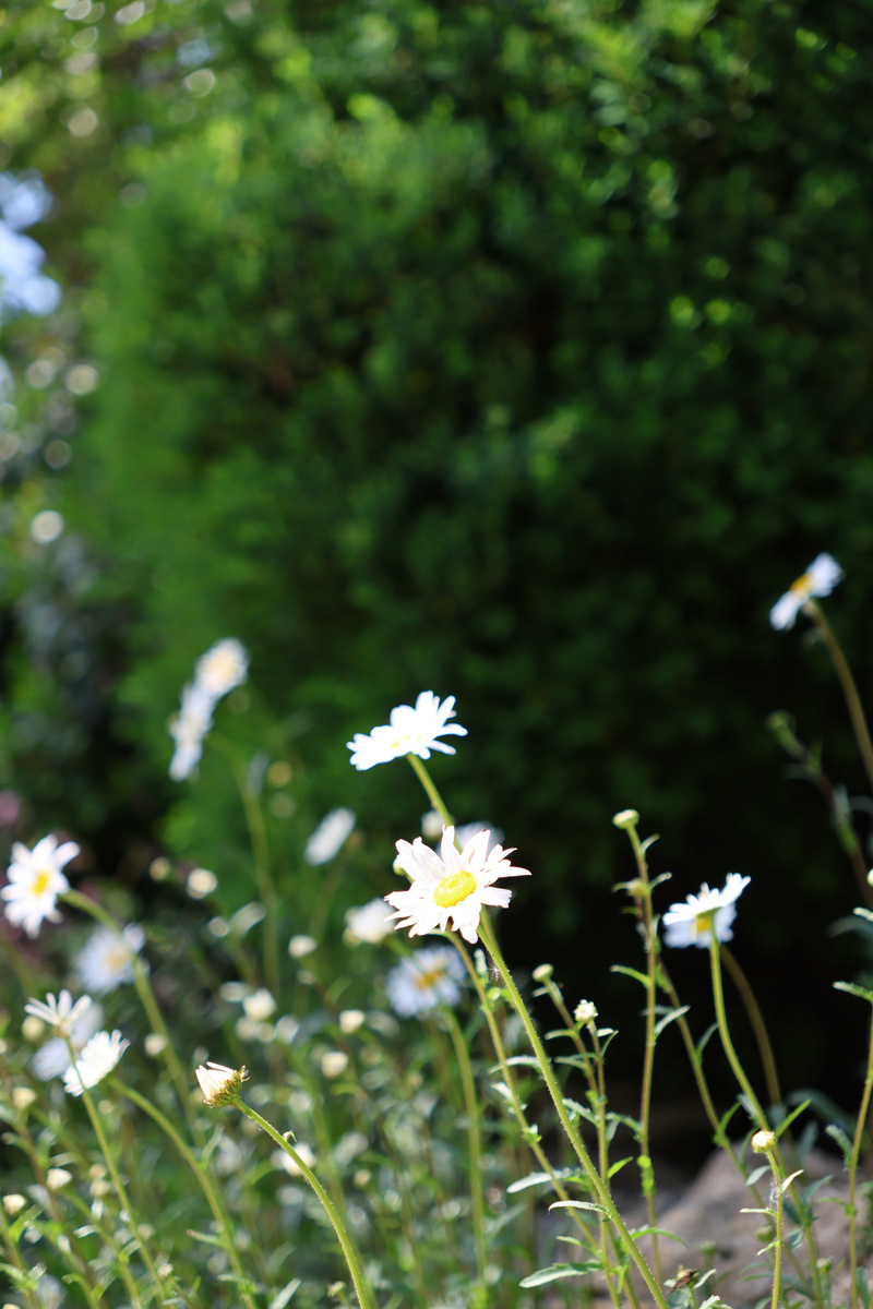 Flowers DOF - 3