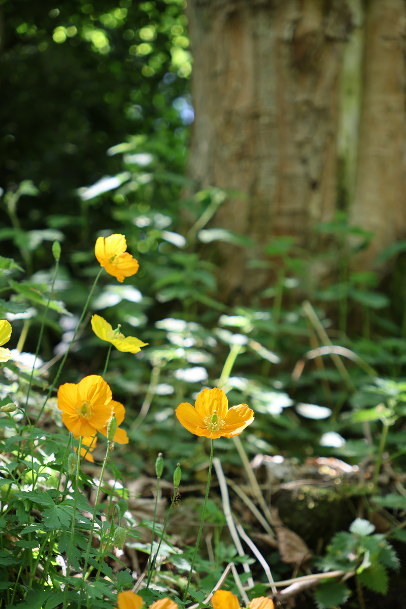 Yellow Flowers DOF - 6