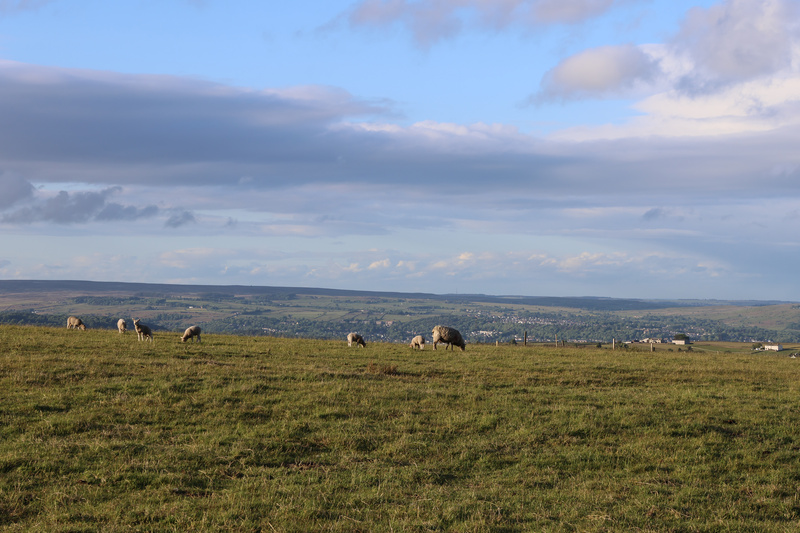 Sheep Landscape - 1