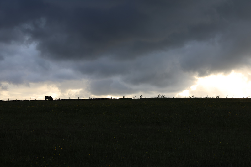 Horse Sunset Landscape - 3