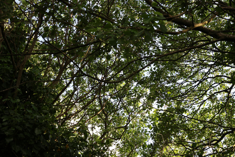Tree & Sky - 4
