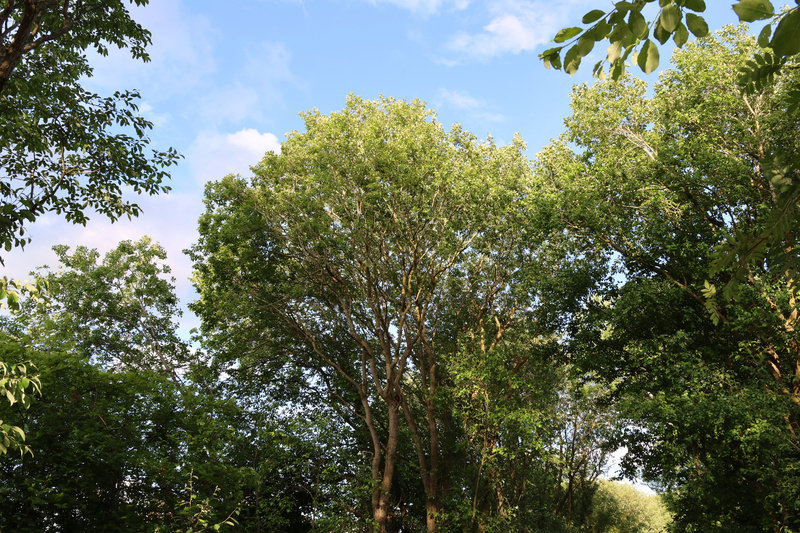 Trees & Sky - 5