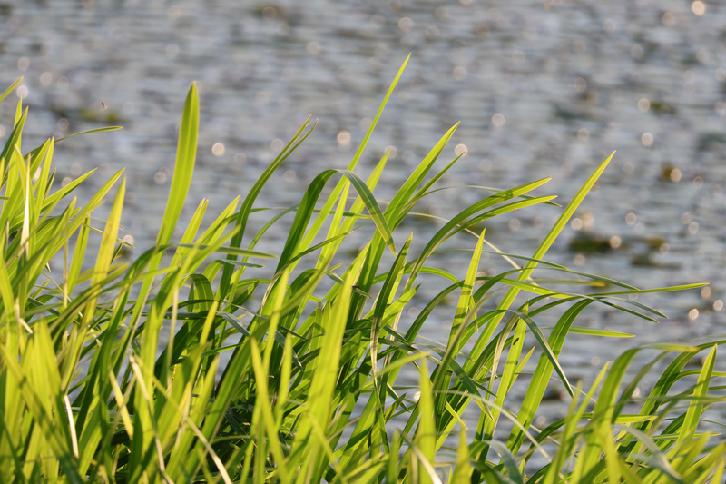 Grass DOF - 10