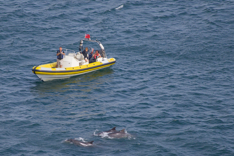 Boat & Dolphin - 2