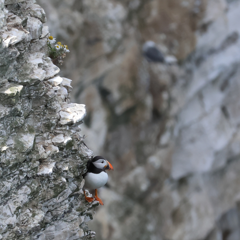 Puffins Crop - 7