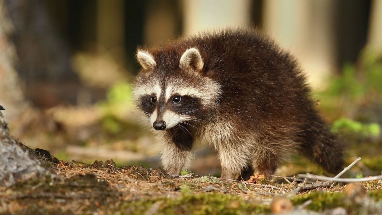 What Does Raccoon Poop Look Like? Raccoons Life