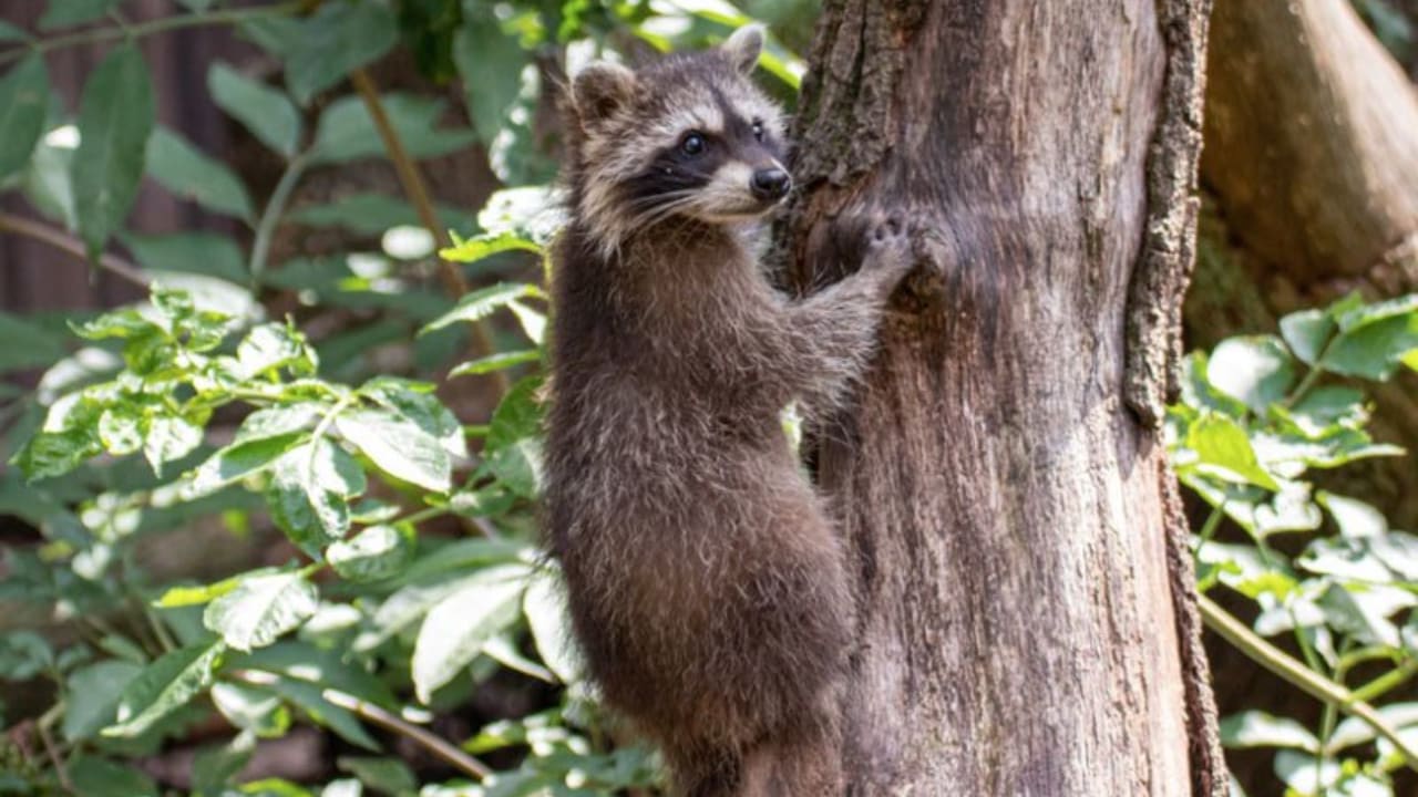 Can Raccoons Climb Trees? Raccoons Life