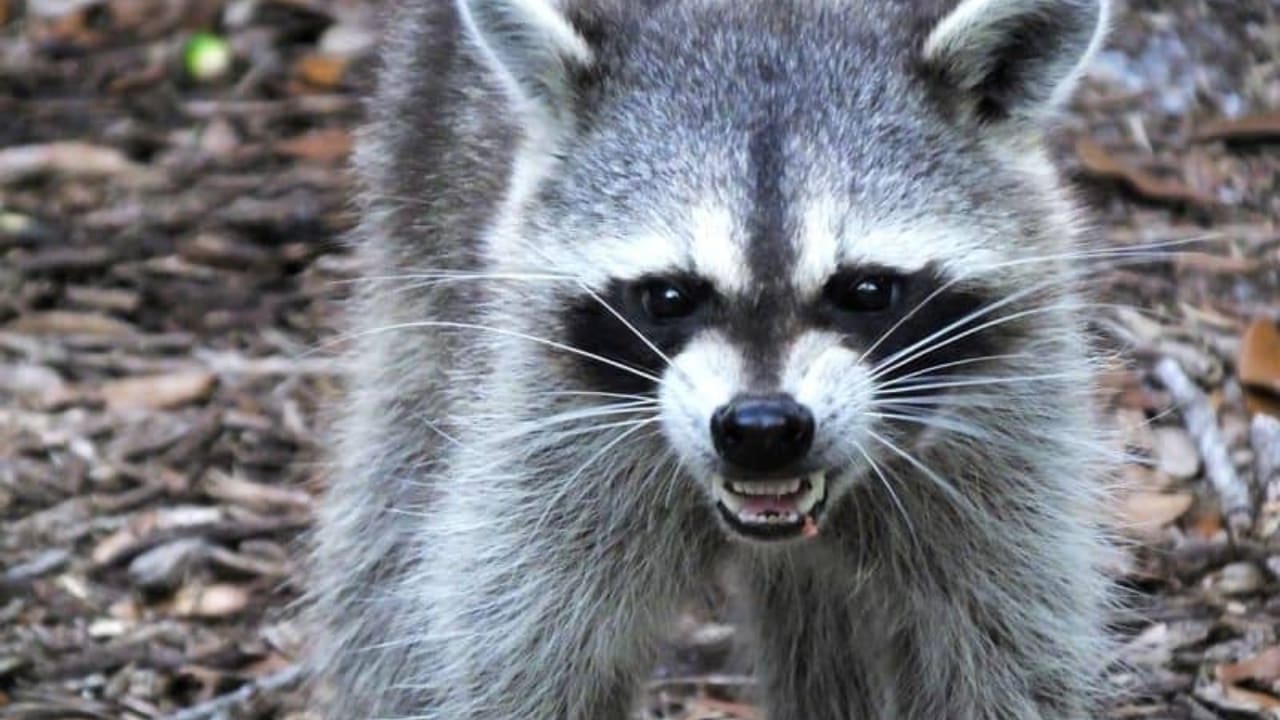 Are Raccoons dangerous? How Aggressive Is a Raccoon? Raccoons Life