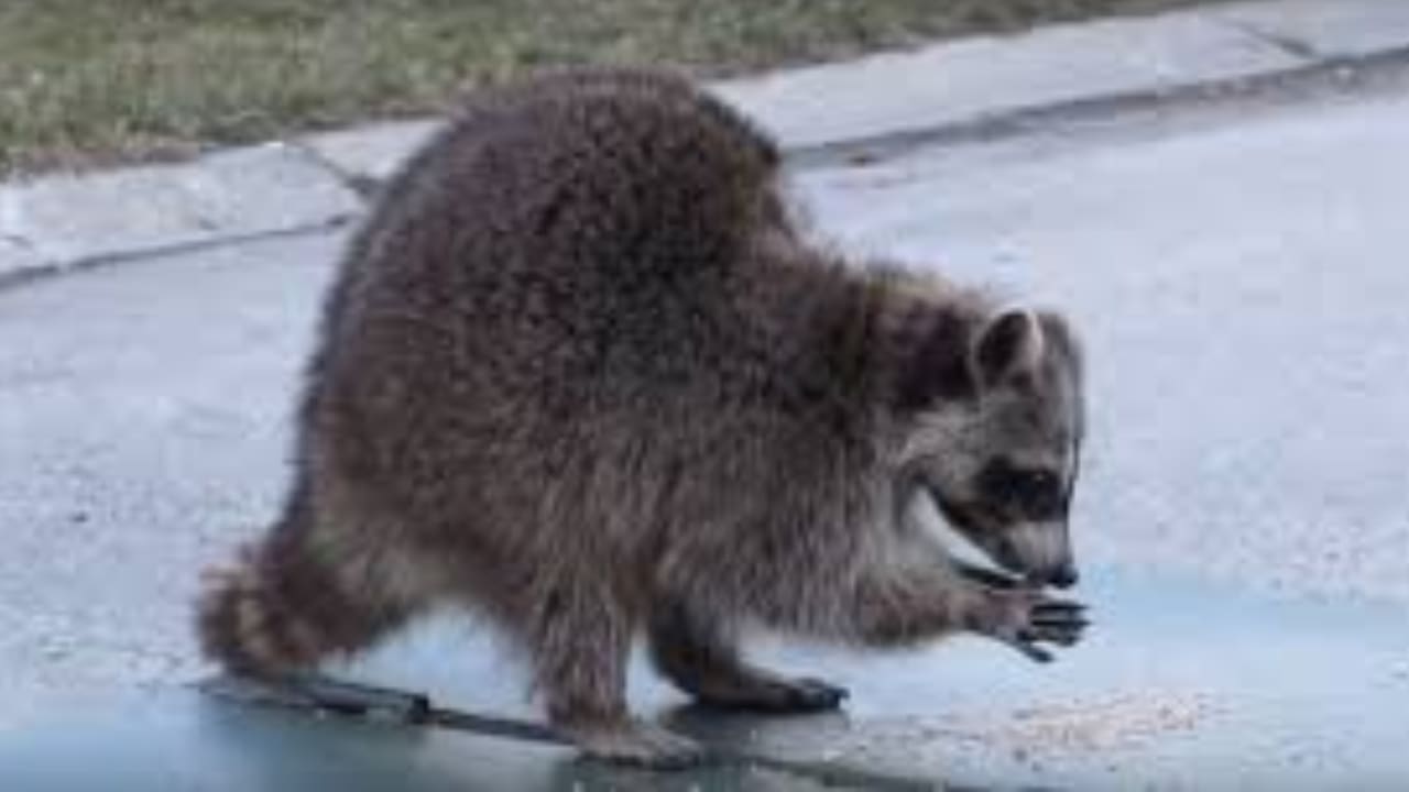 Raccoon Poop What Does Raccoon Scat Look Like? Raccoons Life