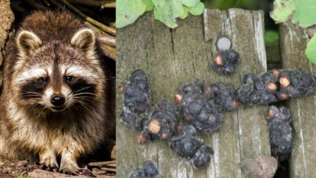 What are the Dangers of Raccoon Feces at your home Raccoons Life