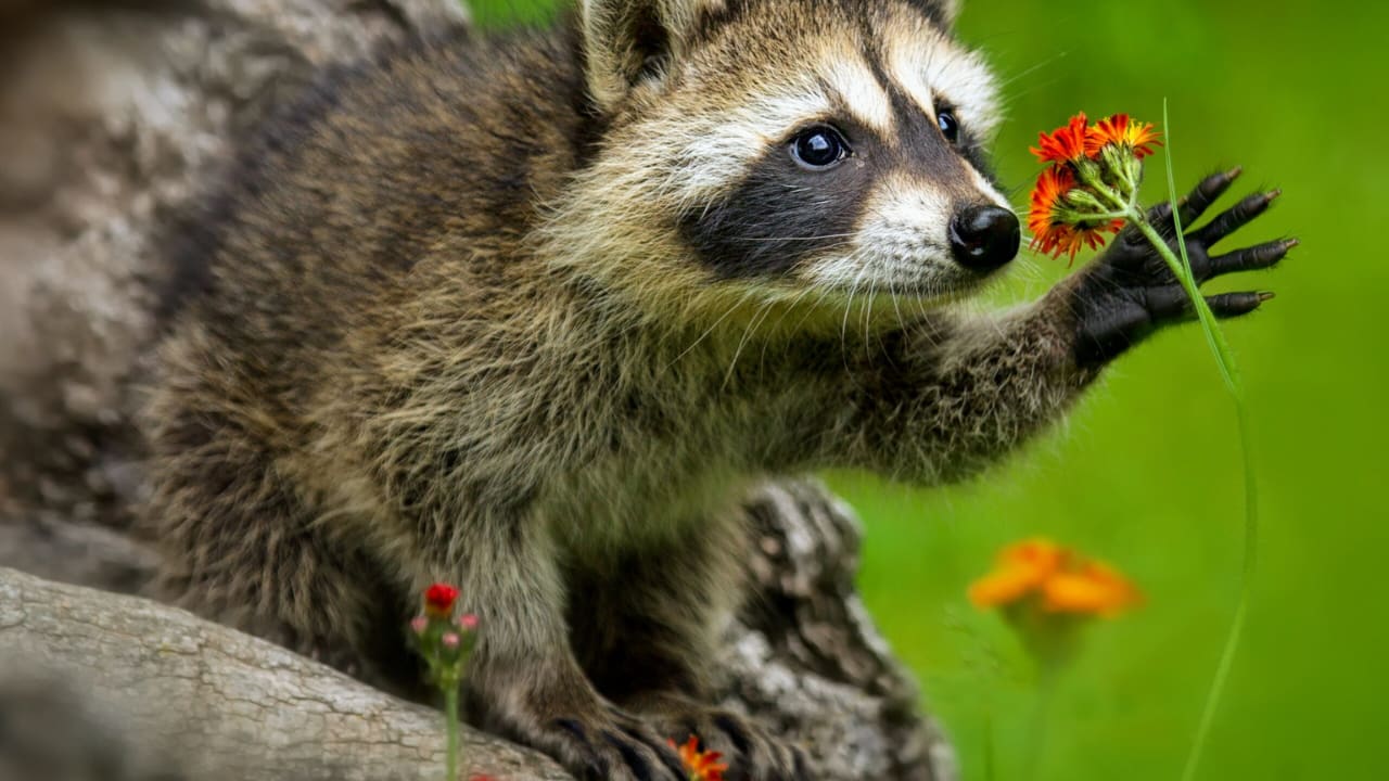 Do Raccoons Hibernate? A Closer Look at Hibernation Raccoons Life