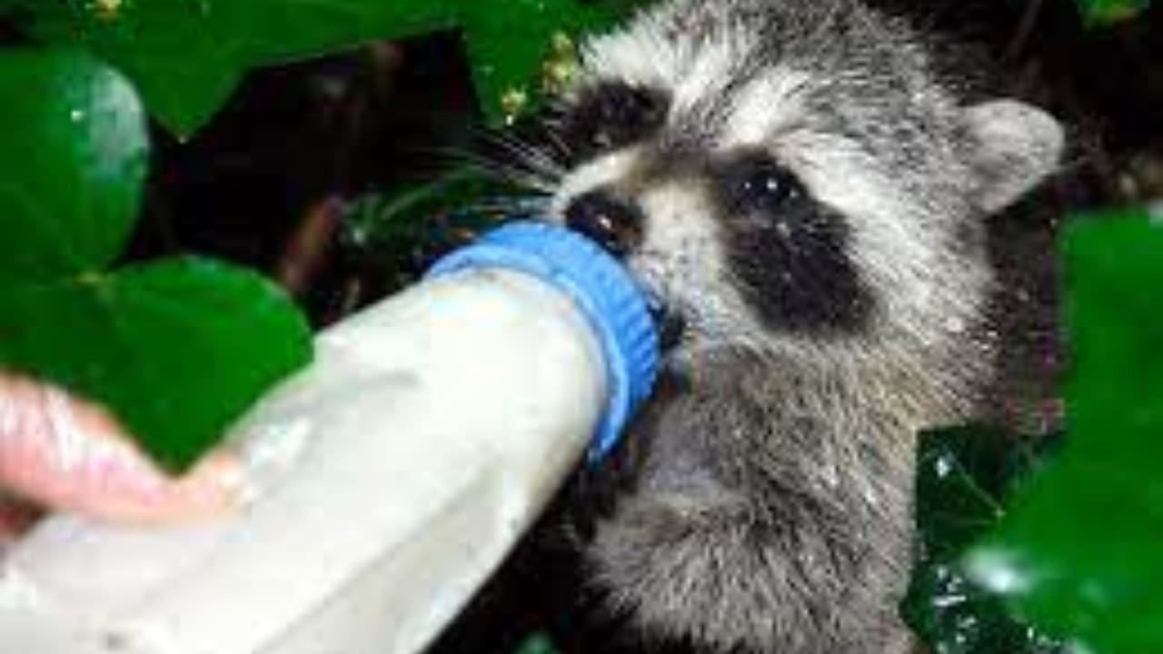 Do raccoons carry rabies naturally? Raccoons Life