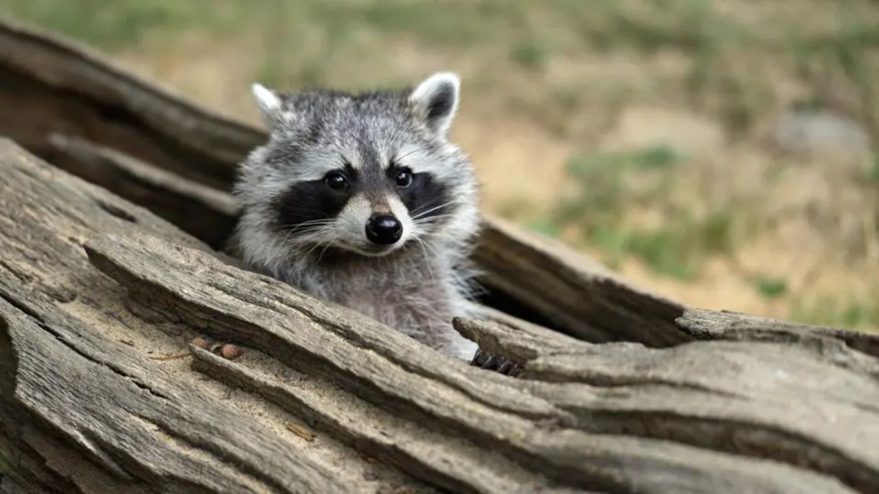 Do Raccoons make good pets? Raccoons Life