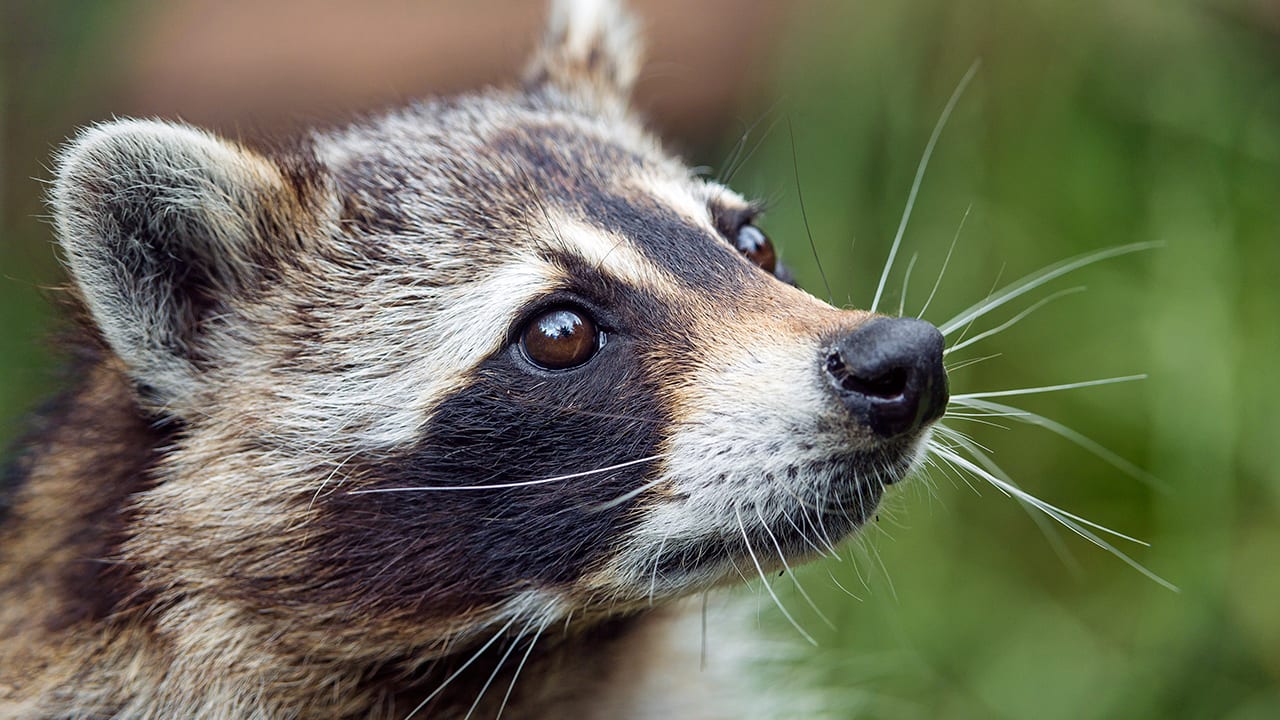 Discover 6 Smells That Raccoons Hate