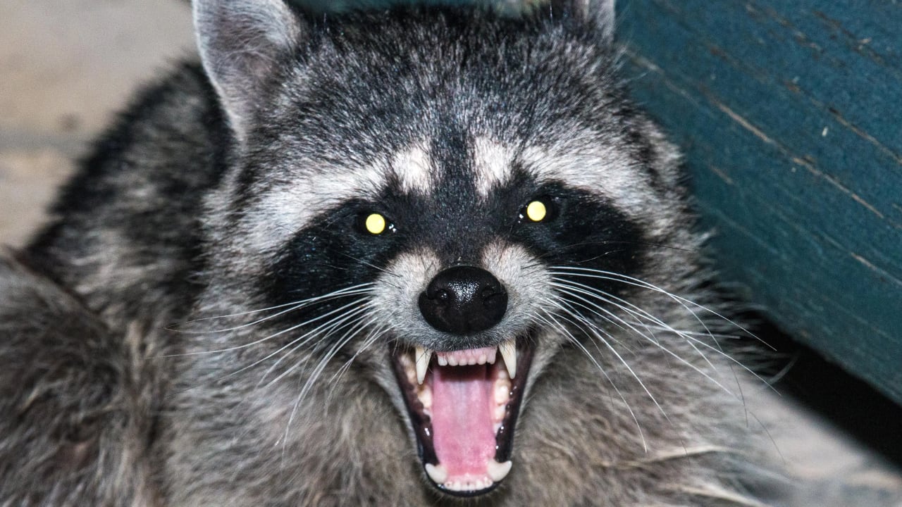 Where Do Raccoons Sleep? Everything You Need To Know - Raccoons Life