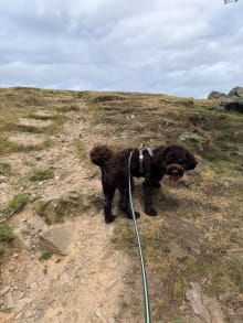 Bradgate Park
