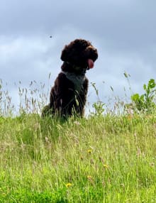 Queen Elizabeth Diamond Jubilee Woods