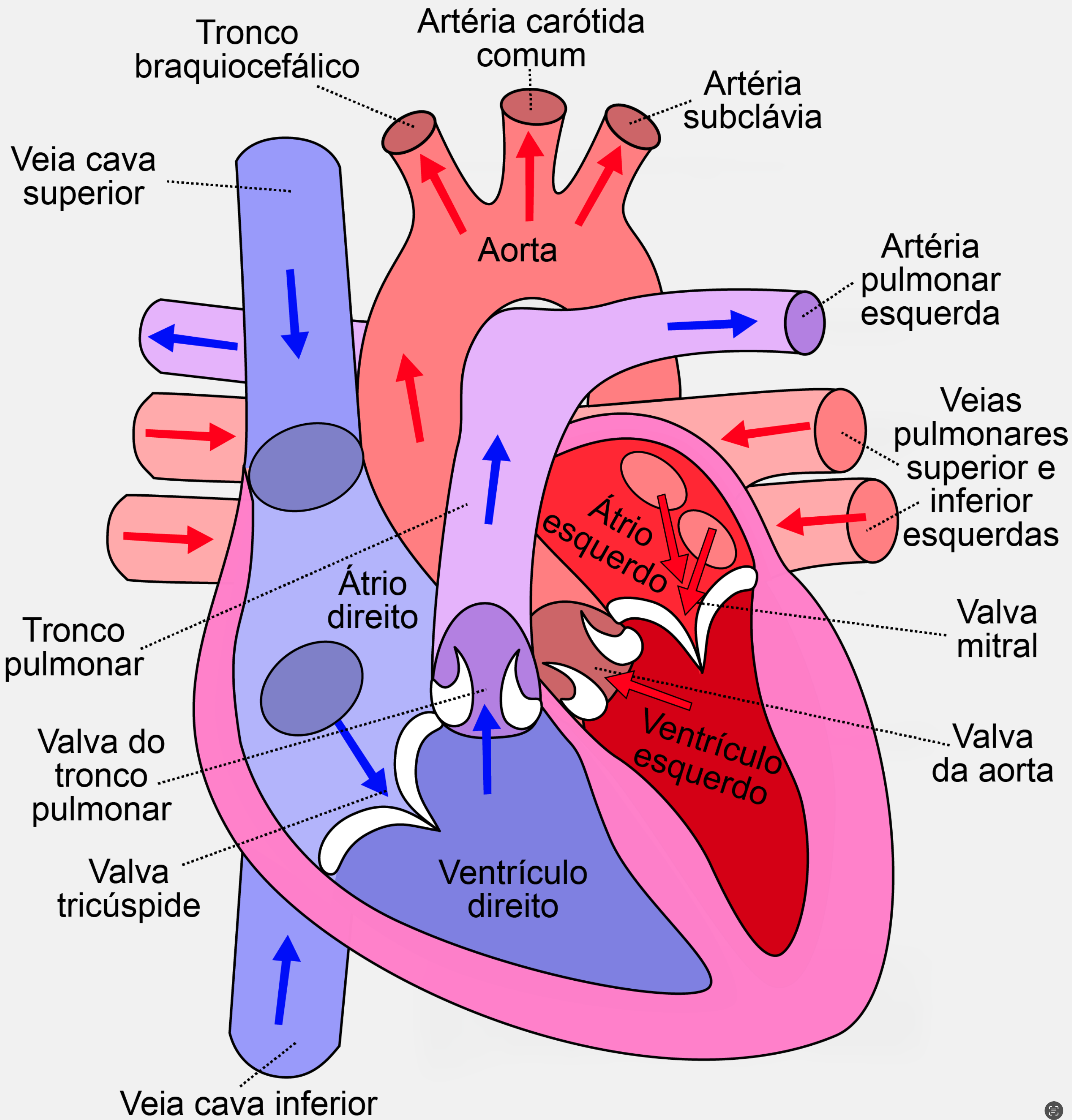 Diagrama de um coração humano - fonte: http://bit.ly/diagram-human-heart
