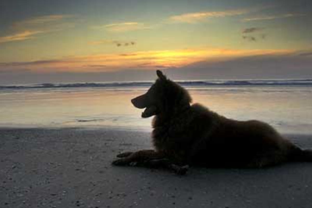 Urlaub mit Hund Dänemark Urlaub mit Hund Nordsee