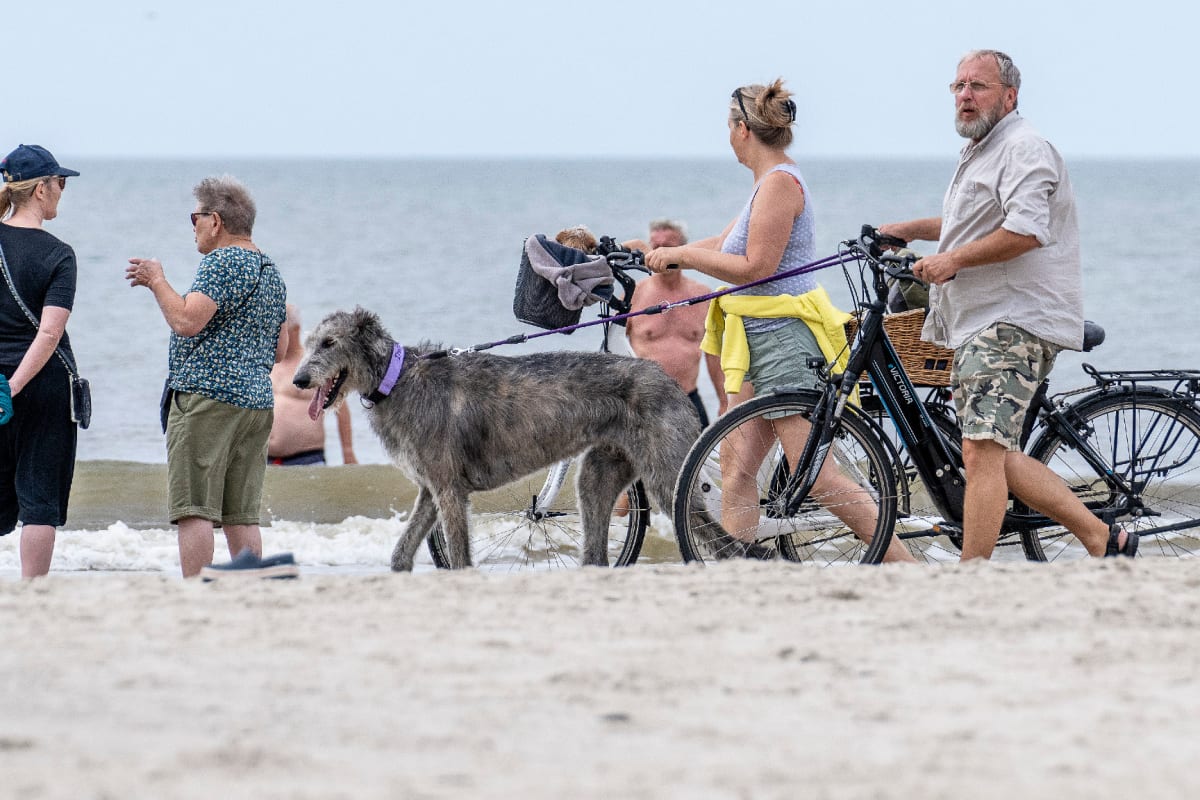 in Dänemark Hund