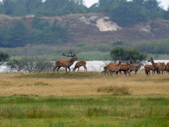 Die dänischen Könige der Tiere