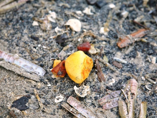 Bernstein in Vejers Strand