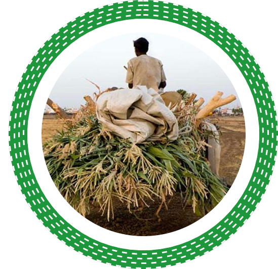 man standing in farm