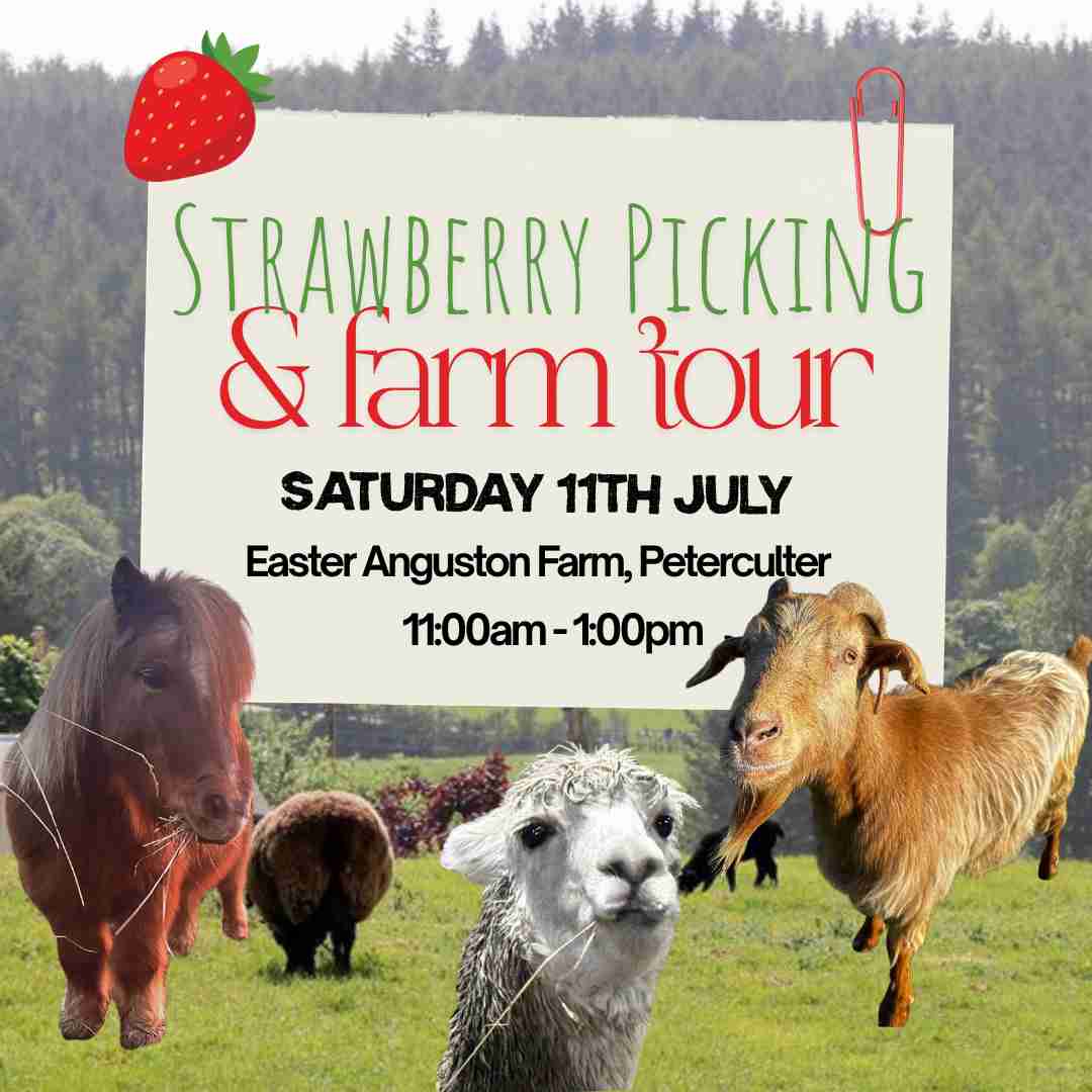 🍓 Strawberry picking & Farm tour 🐐