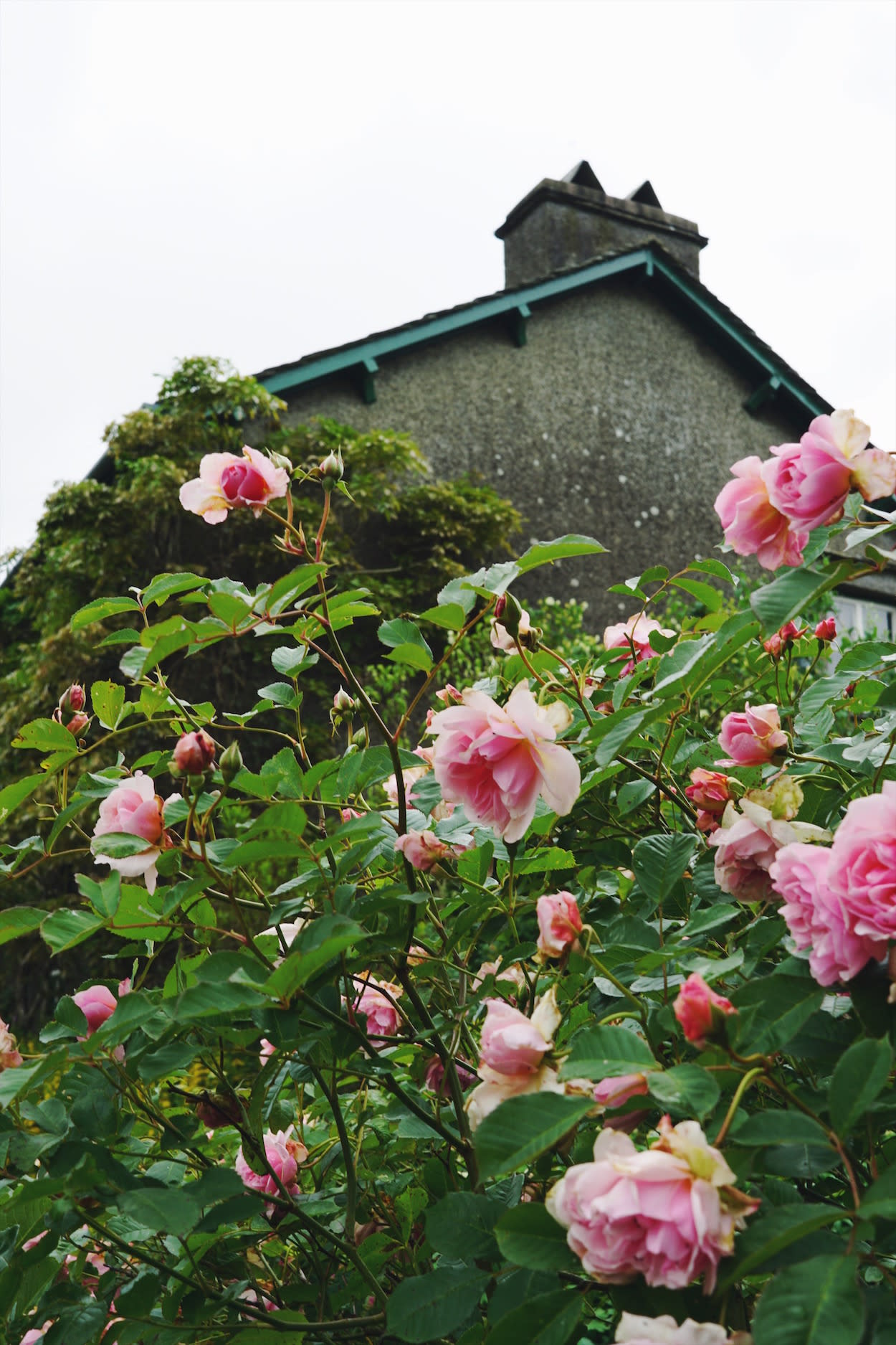 Northern English roses at Hill Top