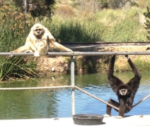 hang in there monkeys 2