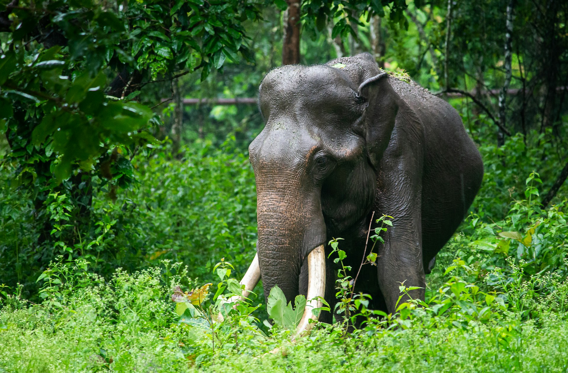 KABINI