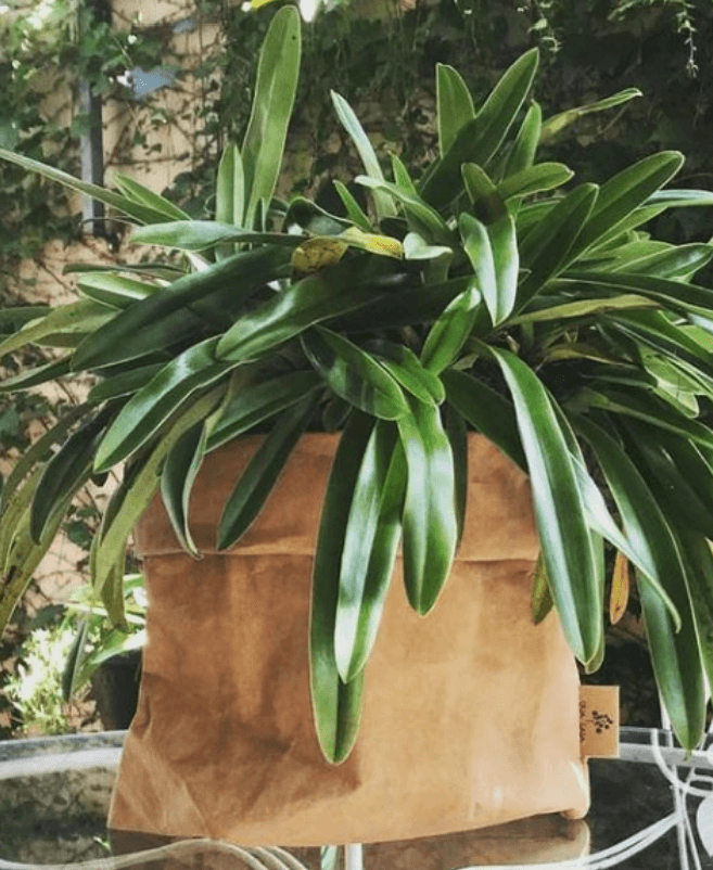BAG