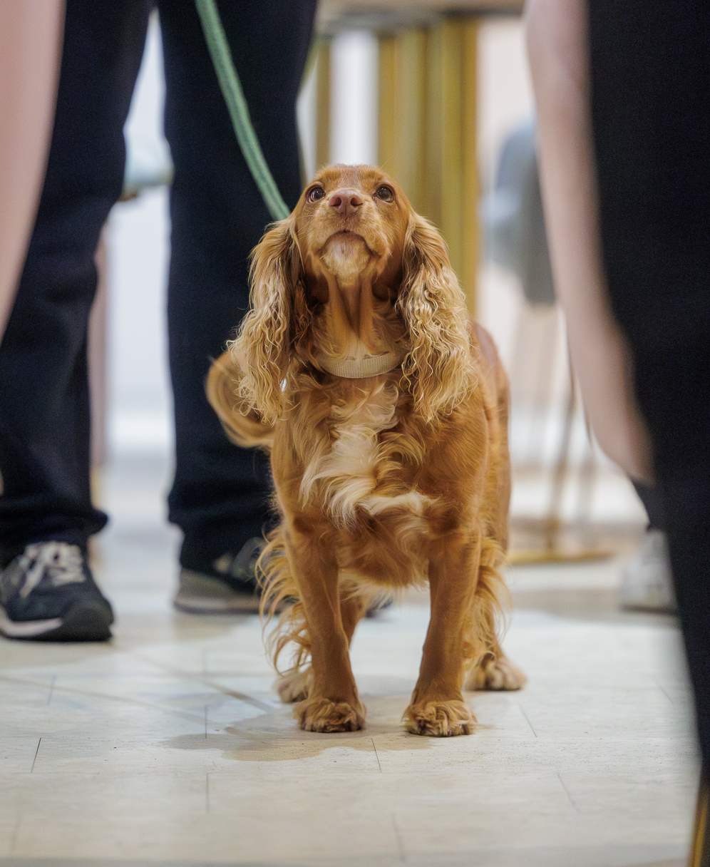 Cocker Spaniel Breed Guide: Temperament, Training, Grooming & Nutrition