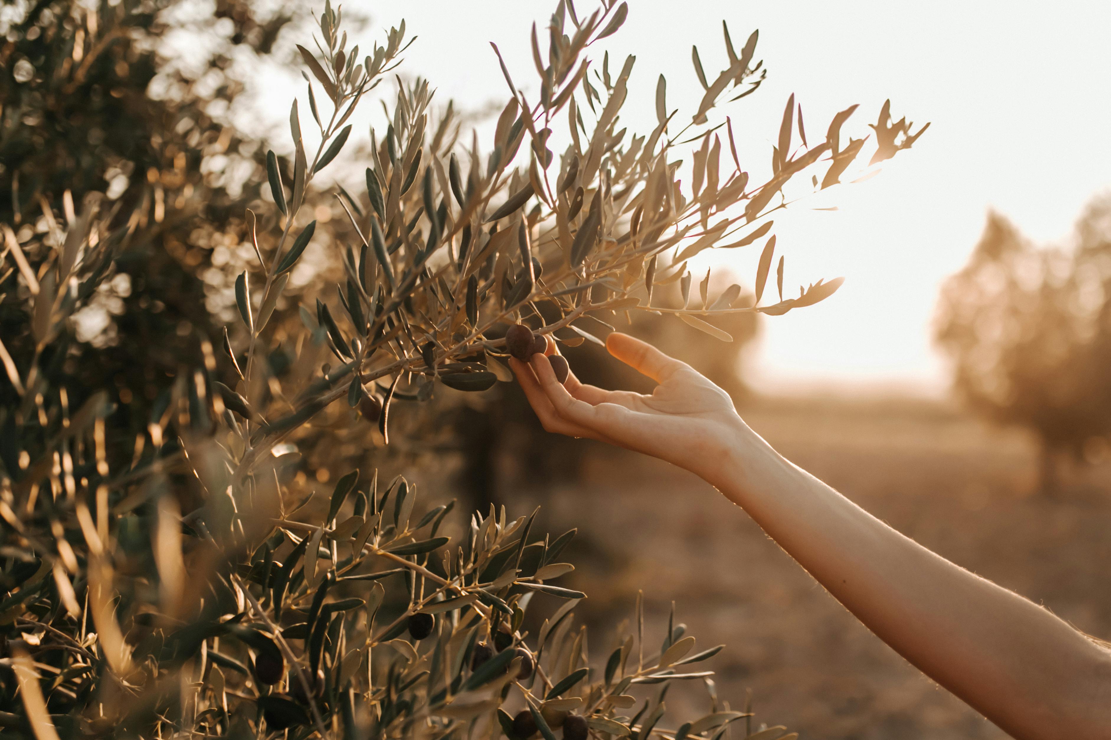 Olive groves in Alto Lazio at sunrise with golden light