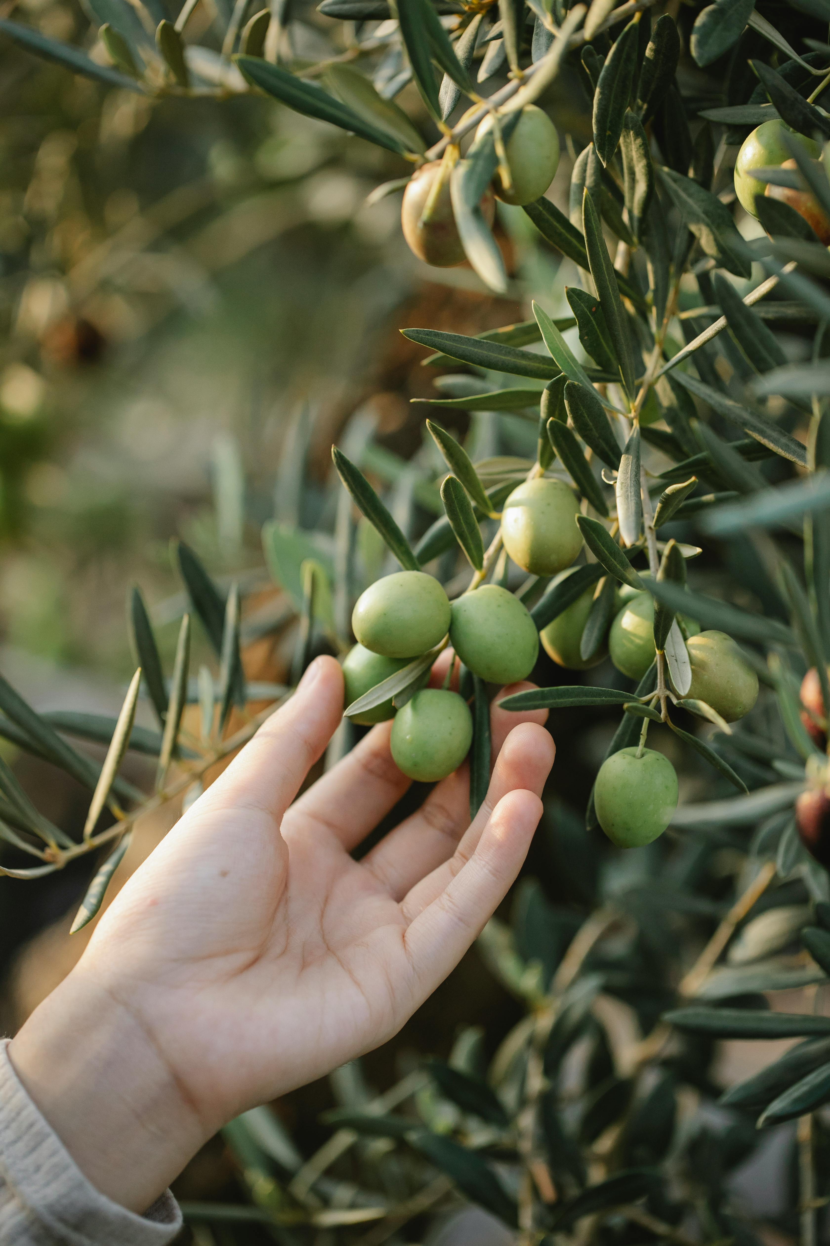 Olive tree