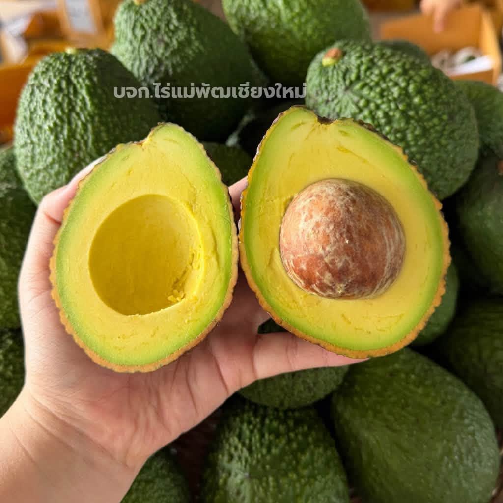 อโวคาโด้แฮส