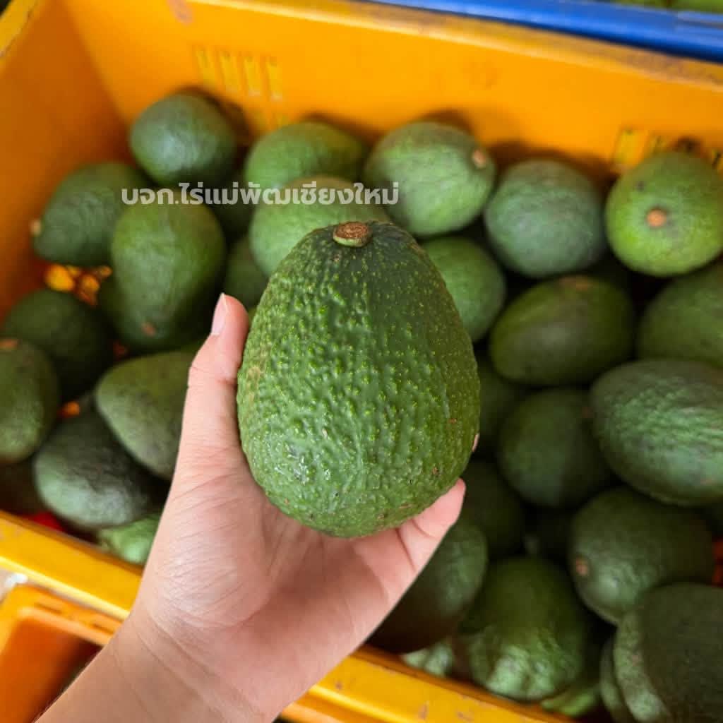 อโวคาโด้แฮสคละไซส์ 1 กิโลกรัม ได้ 5-8 ลูก 3