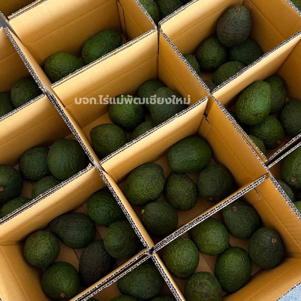 อโวคาโด้แฮสคละไซส์ 1 กิโลกรัม ได้ 5-8 ลูก 5