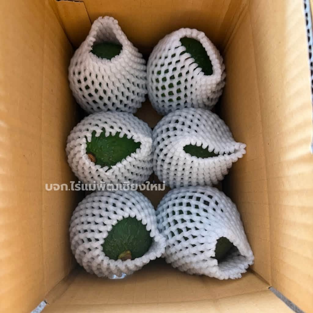 อโวคาโด้แฮสคละไซส์ 1 กิโลกรัม ได้ 5-8 ลูก 6