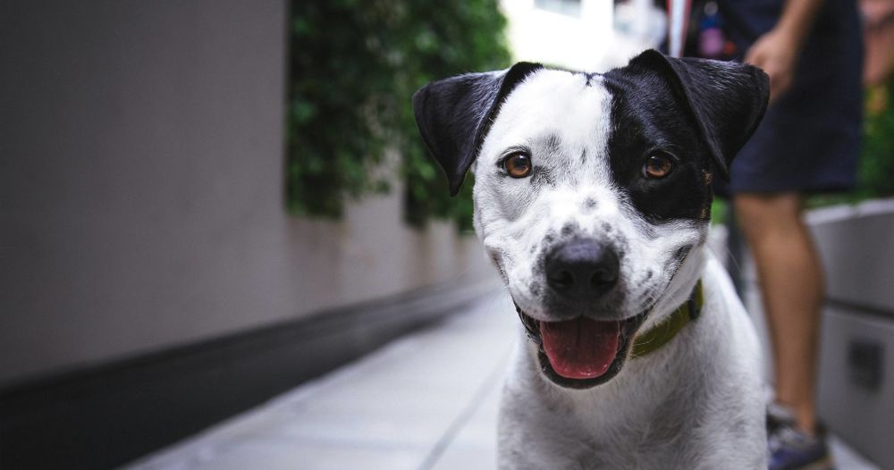  glad hund i bånd utenfor