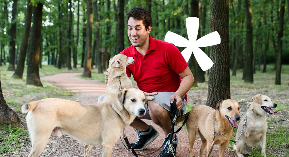 Dog walker surrounded by dogs