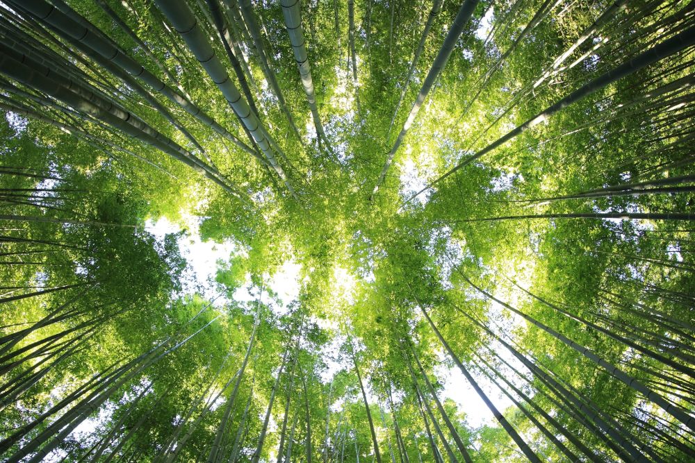 trees in a forest with the sun shining through the leaves