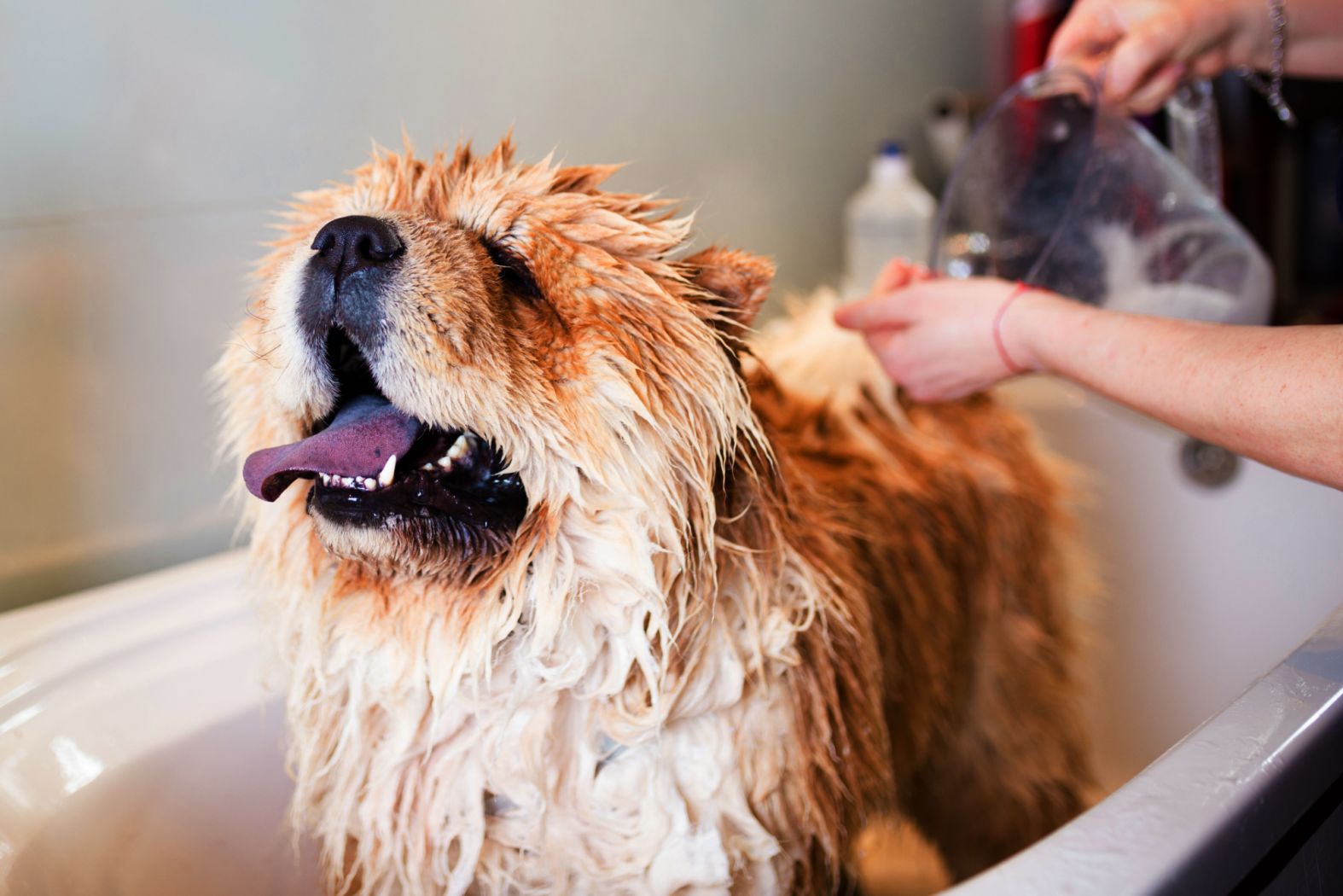 Everything you need to know about the pet grooming business