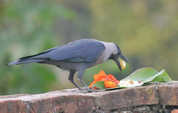 Kaag Tihar Crow worshiped