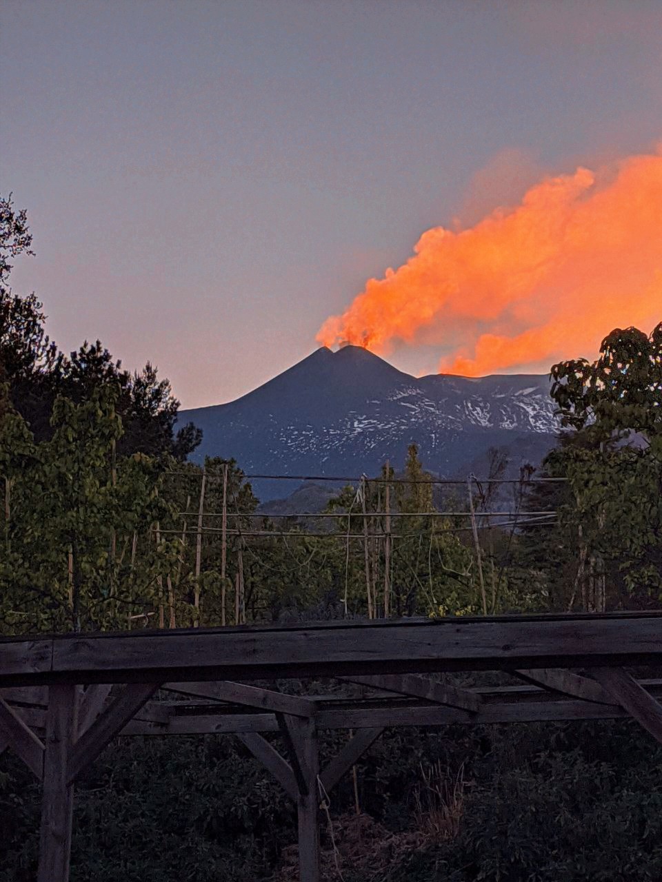 Evening light filtering through trees